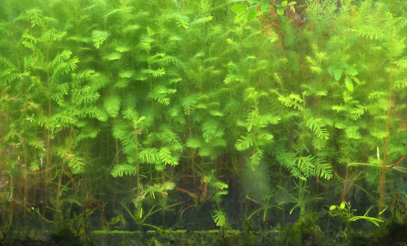 MIniature forest